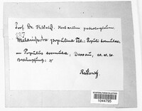 Melampsora populina image